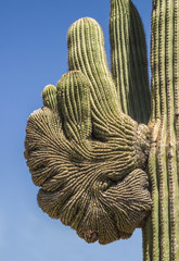 Cacti and flowers