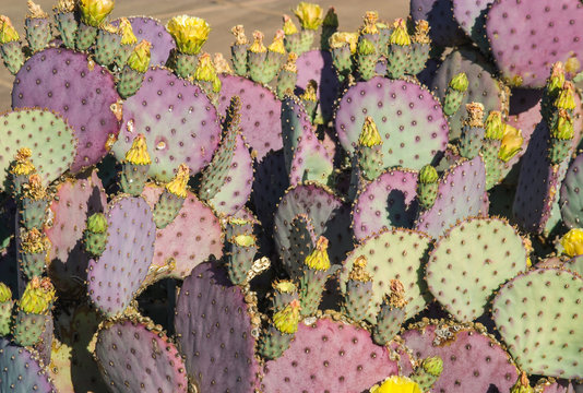 Cacti and flowers