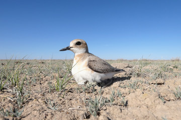 Female of Greater sand plover (Charadrius leschenaultii) on the nest