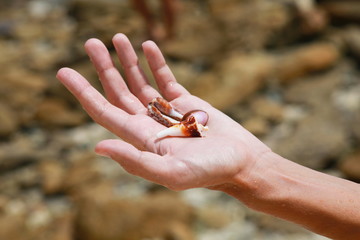 Shells on the hand