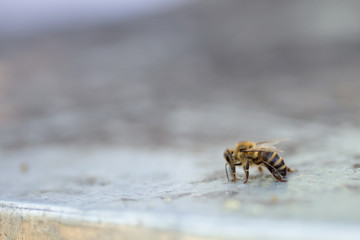 The drone is crawling on the hive cover. Driven from the hive drone.