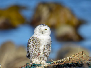 Snowy Owl - Westport, MA
