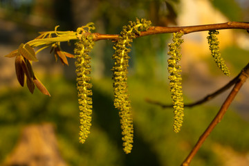 Spring walnut blossom. Male walnut flowers-staminate flowers consist of six-lobed perianth and 12-18 stamens, collected by hanging earrings.