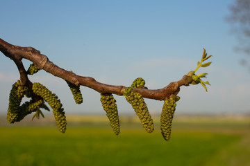 Spring walnut blossom. Male walnut flowers-staminate flowers consist of six-lobed perianth and 12-18 stamens, collected by hanging earrings.