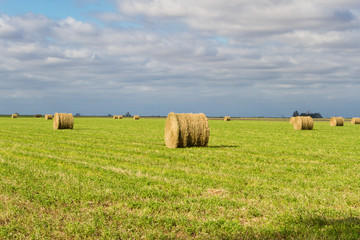 Fototapeta na wymiar bales of alfalfa in the field in summer