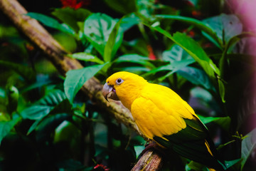 Portrait of a Ararajuba (Guaruba guarouba) on a tree branch. Bird has yellow and green colors. Nature of Brazil
