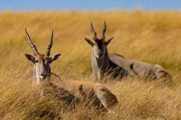 Naklejka na ściany i meble antelope in grass