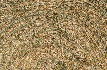 rustic background with alfalfa bale texture in the field