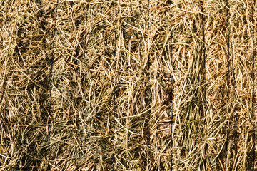 rustic background with alfalfa bale texture in the field