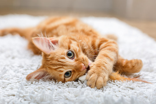 Ginger Kitten With Toy