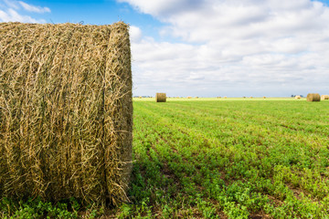 bales of alfalfa in the field in summer