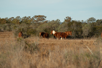 assateague ponies