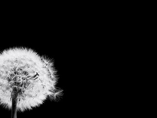 Closeup dandelion flower on black background
