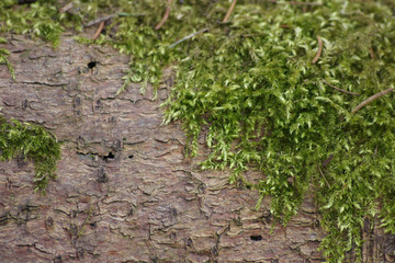 moss on bark