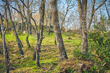 Fototapeta premium Landscape in autumn with green field.