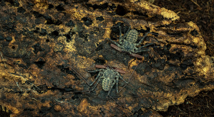 Amblypygi close-up on wooden background.