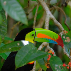 keel billed toucan
