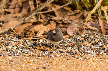 Male Dark eyed Junco (Junco hyemalis) Scratching in Bird Seed on Backyard Patio