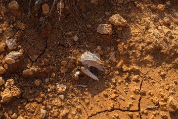 Hip joint of a dead bird. The tragic situation in the world of birds. Decayed bones in the clay soil of the steppe. Illustration of a food chain in the animal kingdom.