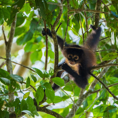 spider monkey in the tree