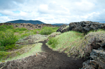 Fototapeta na wymiar Gras auf vulkanischem Boden auf Island