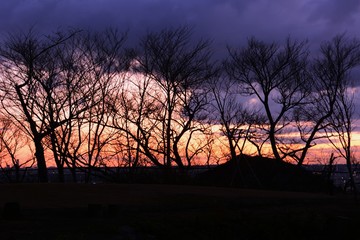Naklejka premium Trees silhouette in the morning glow