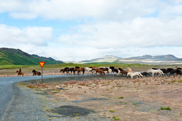 Fototapeta na wymiar Herde von Islandpferde überqueren die Strasse