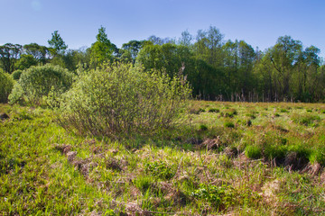 Wildlife near the forest in late spring in Sunny weather