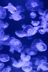 Beautiful jellyfish, medusa in the neon light with the fishes. Underwater life in ocean jellyfish. exciting and cosmic sight