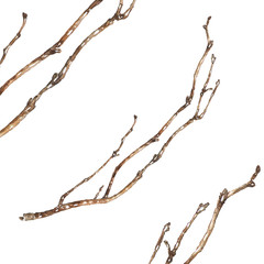 Tree branch isolated on white. Watercolor art