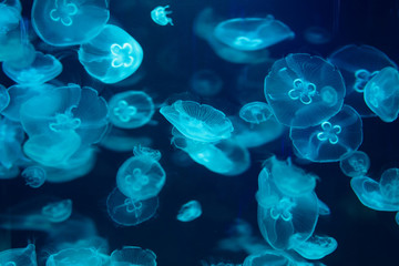 Beautiful jellyfish, medusa in the neon light with the fishes. Underwater life in ocean jellyfish....