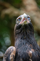 Large wedge-tailed eagle