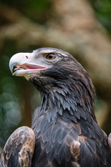 Large wedge-tailed eagle