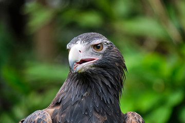 Large wedge-tailed eagle