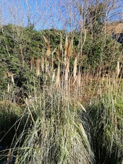 decorative reed in the park