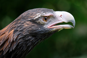 Large wedge-tailed eagle