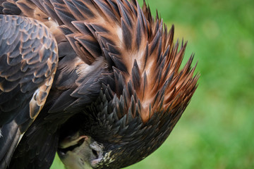 Large wedge-tailed eagle