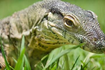 Lace monitor lizard laying in the grass