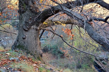 Casta&ntilde;o centenario