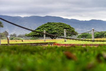 Lone tree in a vast green lawn at Haleiwa Beach Park, North Shore, Haleiwa, Hawaii, Island of Oahu in a cloud day.