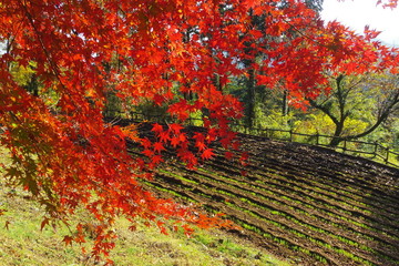 相模原城山のもみじの紅葉