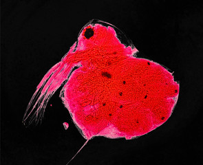 Microscopy Image Daphnia Water Flea Freshwater Aquatic Crustacean