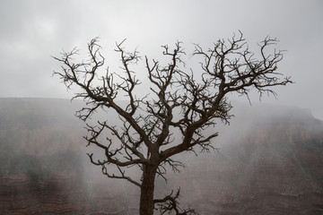 Dead tree on South Kaibab Trail, Grand Canyon's South Rim. Misty snow clouds and canyon wall in the background. 