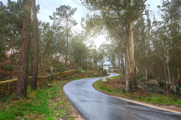 Fototapeta premium Tajemniczy fascynujący krajobraz. Mokry, po deszczu gruz murowany ogrodzeniem wzdłuż drogi w górskim lesie. Lekka mgła w gaju. Przedmieścia Sintry w Portugalii.