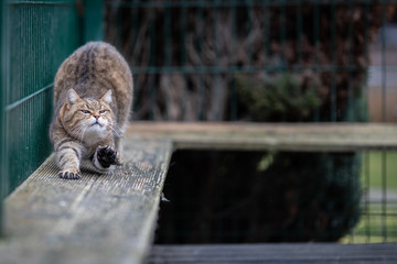 Getigerte Katze streckt sich auf einem Brett und hebt dabei eine Pfote