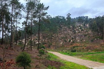 Fototapeta na wymiar Mysterious fascinating landscape. Wet, after rain, road in mountain forest. Outskirts of Sintra, Portugal.