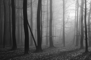 Beech Forest with Fog and Sunlight During Winter