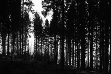 Fichten Wald bei Gegenlicht