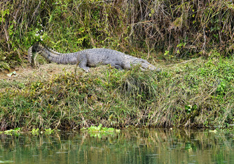 Crocodile at Chitwan National Park, along the Rapti river in Nepal