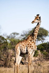 Giraffe on Safari